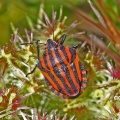 Graphosoma italicum, shield bug, Alan Prowse